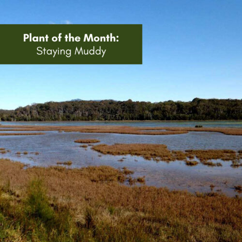 Plant of the Month:  Staying Muddy