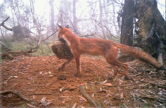 Red-fox-hunter-region-landcare