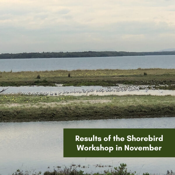 Results of the Shorebird Workshop in November