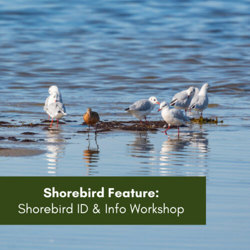 Shorebirds Feature: Newcastle Shorebird Training Workshop