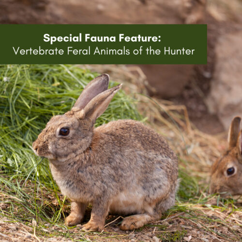 Special Fauna Feature Edition:  What do you know about the vertebrate feral animals of the Hunter?