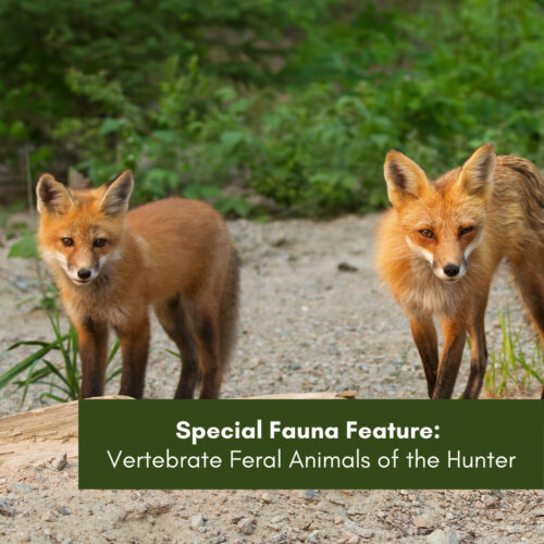 Special Fauna Feature Edition: Red Fox