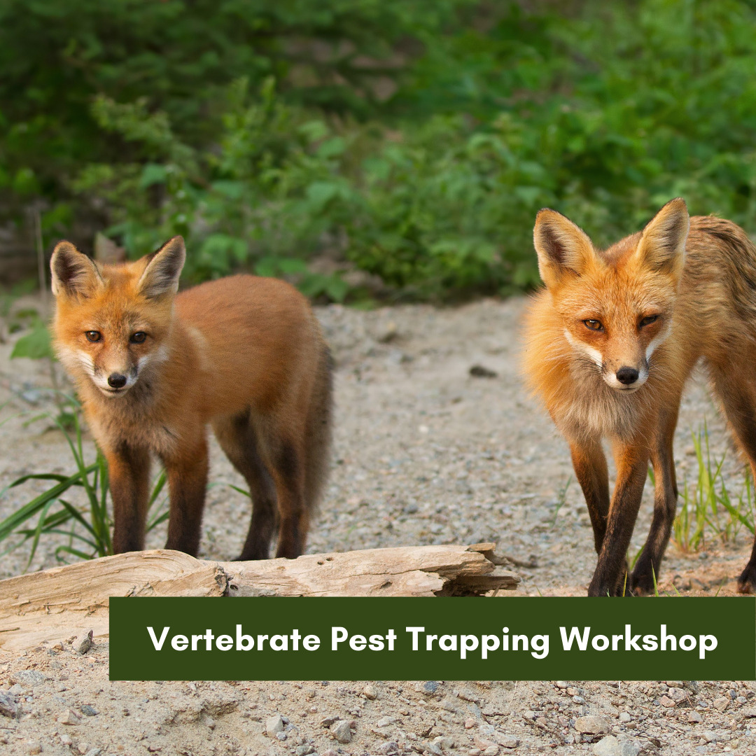 Vertebrate Pest Trapping Workshop