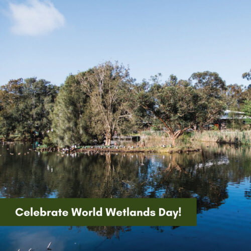 Celebrate World Wetlands Day!