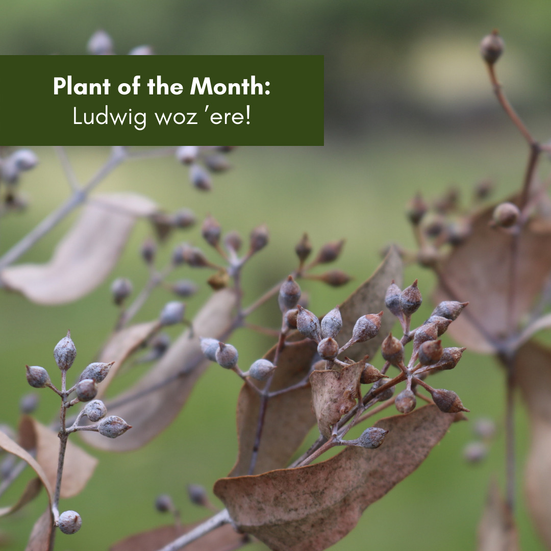 Plant of the month - Ludwig woz ’ere!