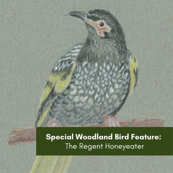 Special Woodland Bird Feature: The Regent Honeyeater