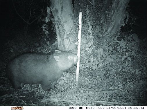HRLN-Camera-Trapping-and-Pest-Management-16