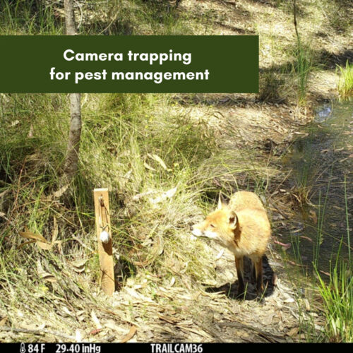 Camera Trapping for Pest Management