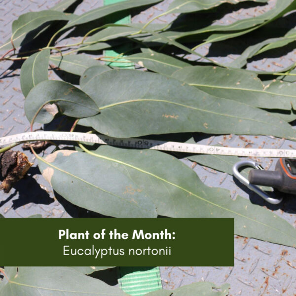 Plant of the Month: Eucalyptus nortonii