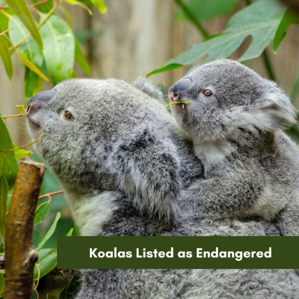 Koalas Listed as Endangered