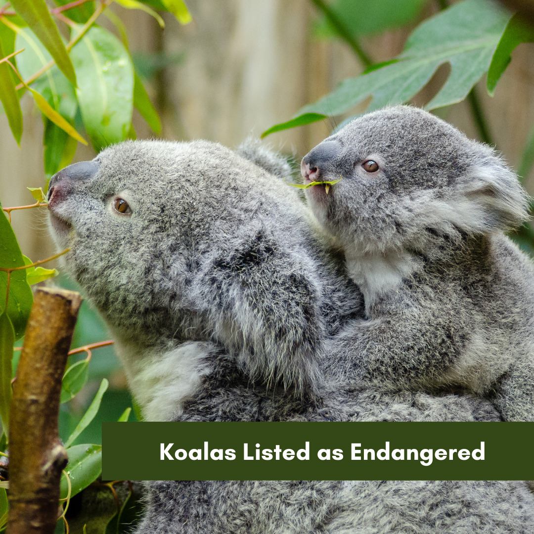 HRLN-Koalas Listed as Endangered