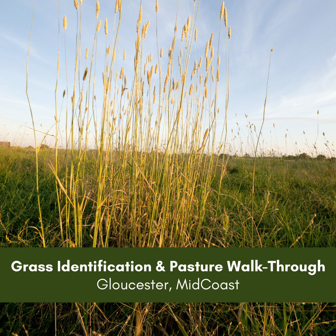 Grass Identification & Pasture Walk-Through-2