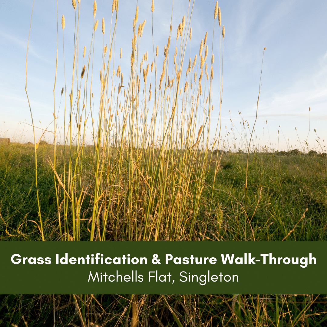 Grass Identification & Pasture Walk-Through-3