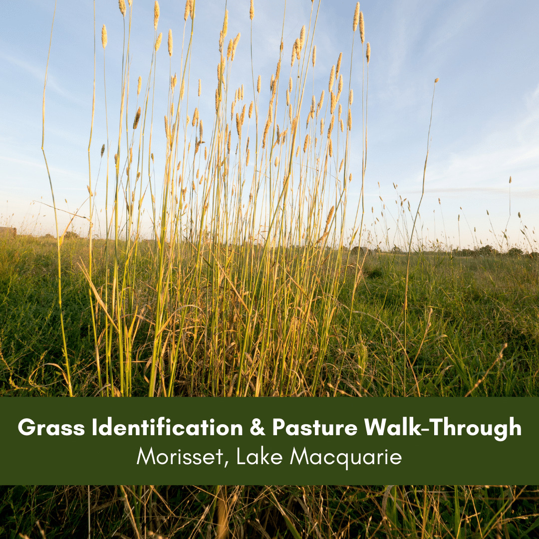 Grass Identification & Pasture Walk-Through-5