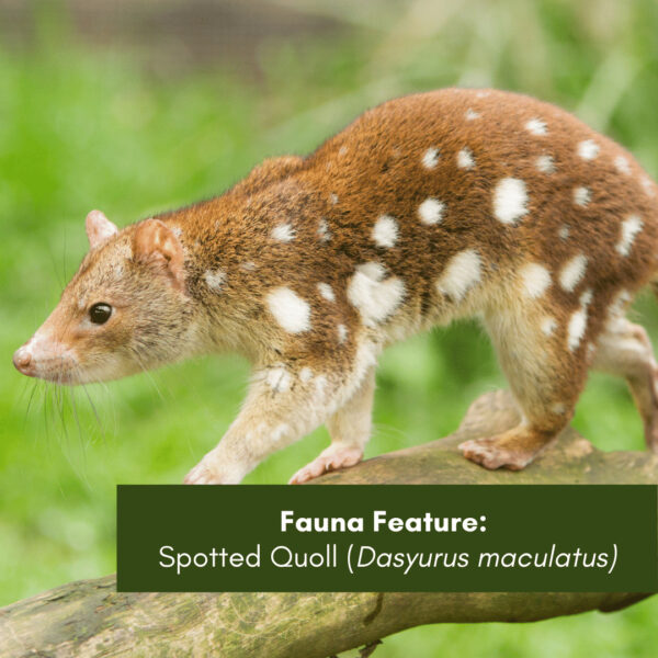 Fauna Feature: Spotted Quoll ( Dasyurus maculatus)