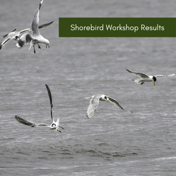 Shorebird Workshop Results