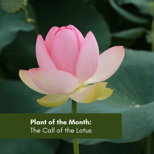 Plant of the Month: The Call of the Lotus