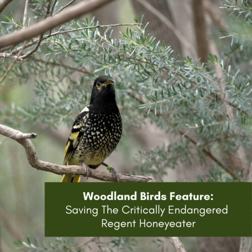 Woodland Birds Feature: Saving The Critically Endangered Regent Honeyeater