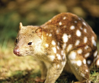 Hunter-Region-Landcare-Network-Spotted-Quoll-Fauna-Feature