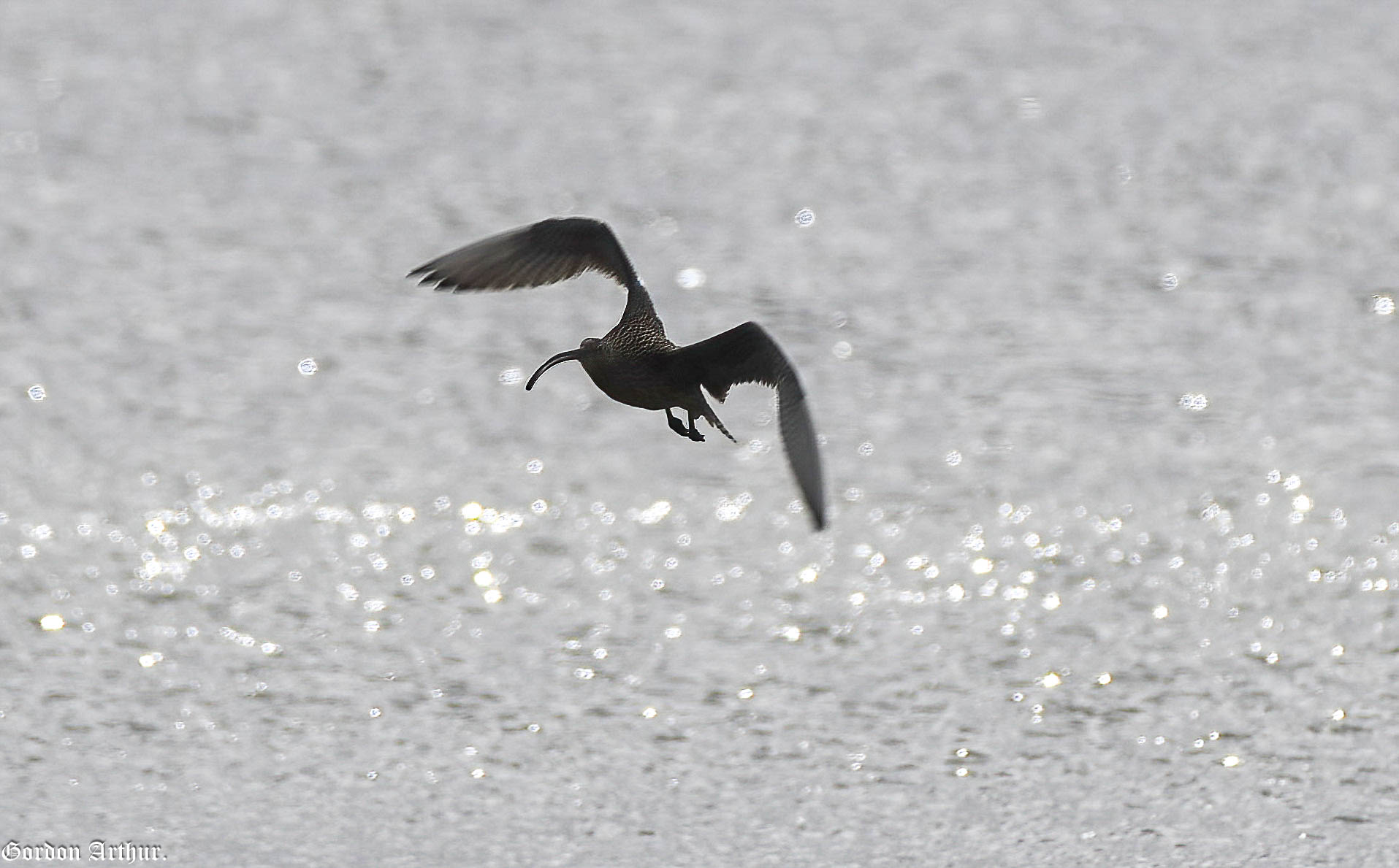 Shorebirds Eastern Curlew in Flight - G.Arthur