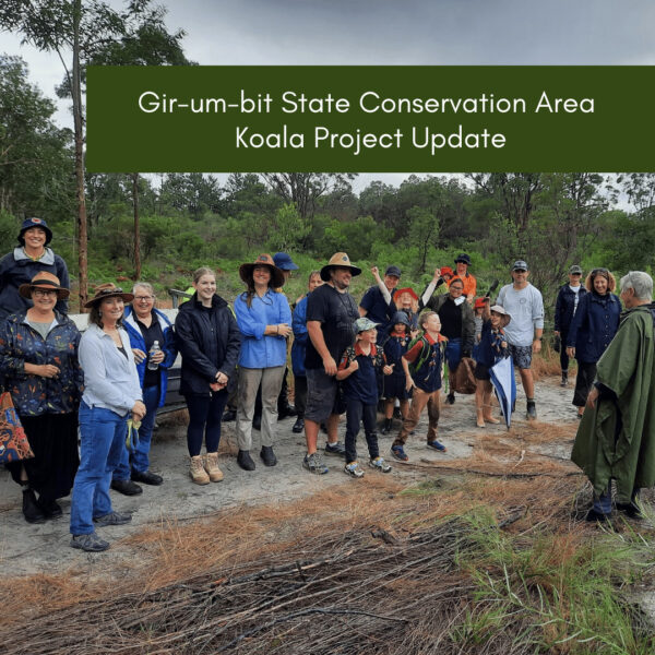 Gir-um-bit State Conservation Area Koala Project Update