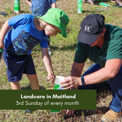 Landcare in Maitland