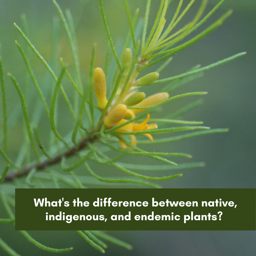 Persoonia pauciflora - Whats the difference between native, indigenous and endemic plants