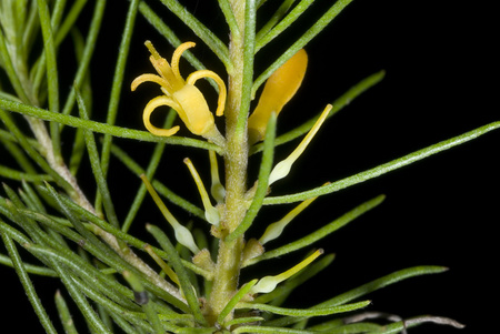 Persoonia pauciflora