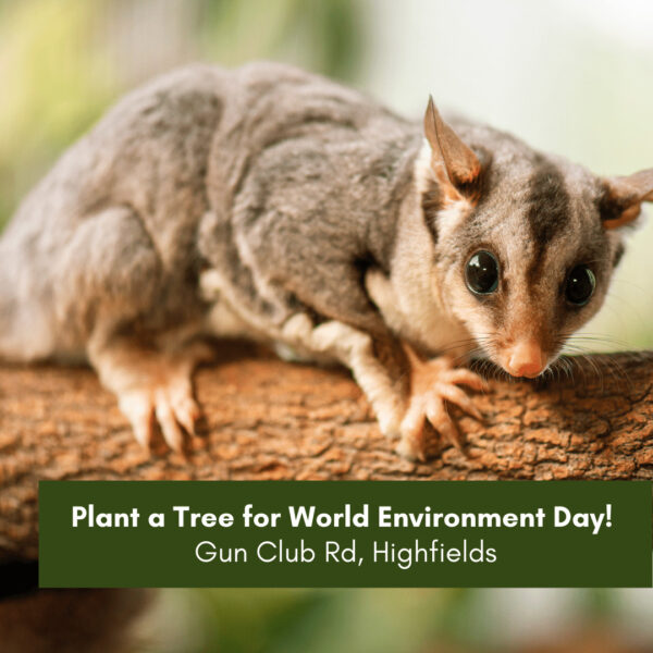 Plant a Tree for World Environment Day!
