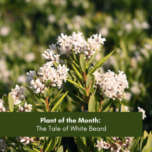 Plant of the Month: The Tale of White Beard