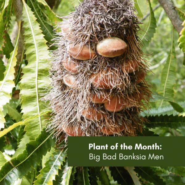 Plant of the Month: Big Bad Banksia Men