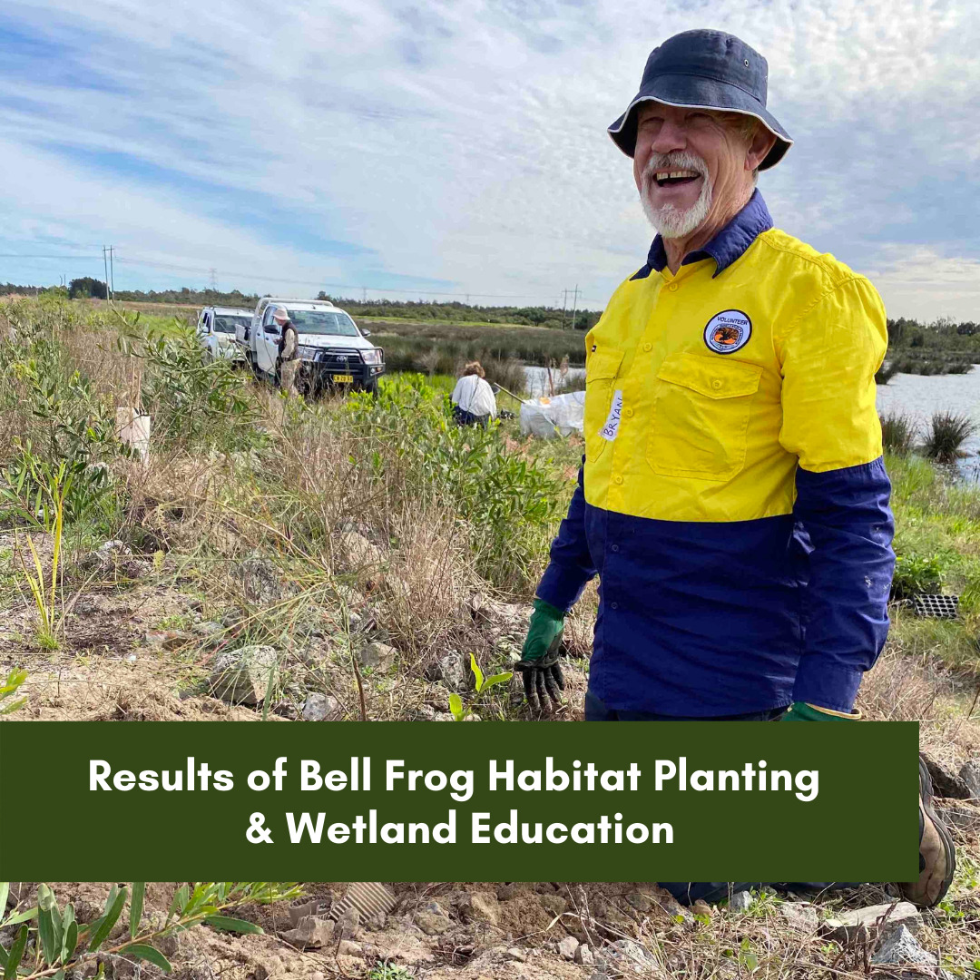 Results of Bell Frog Habitat Planting & Wetland Education