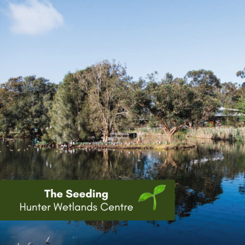 The Seeding – Call out for Workshops!