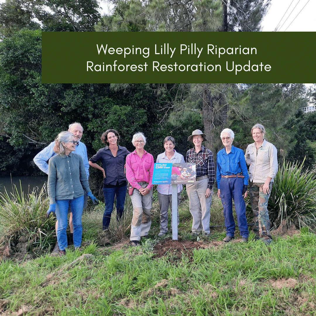 Weeping Lilly Pilly Riparian Rainforest Restoration Update