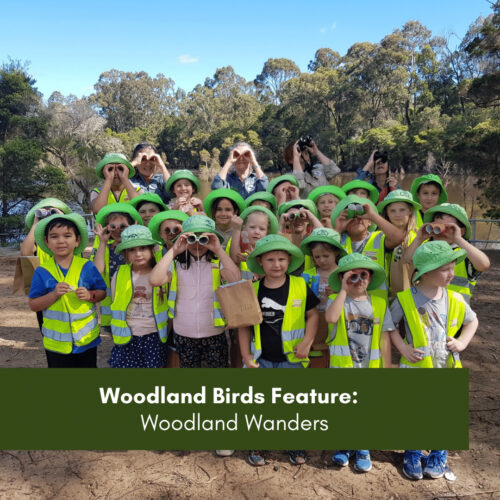 Woodland Birds Feature: Woodland Wander