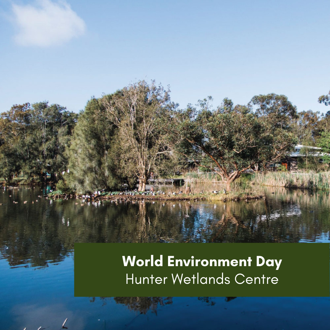 World Enviro Day - Hunter Wetlands