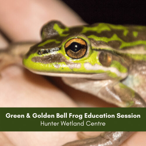 Green & Golden Bell Frog Education Session