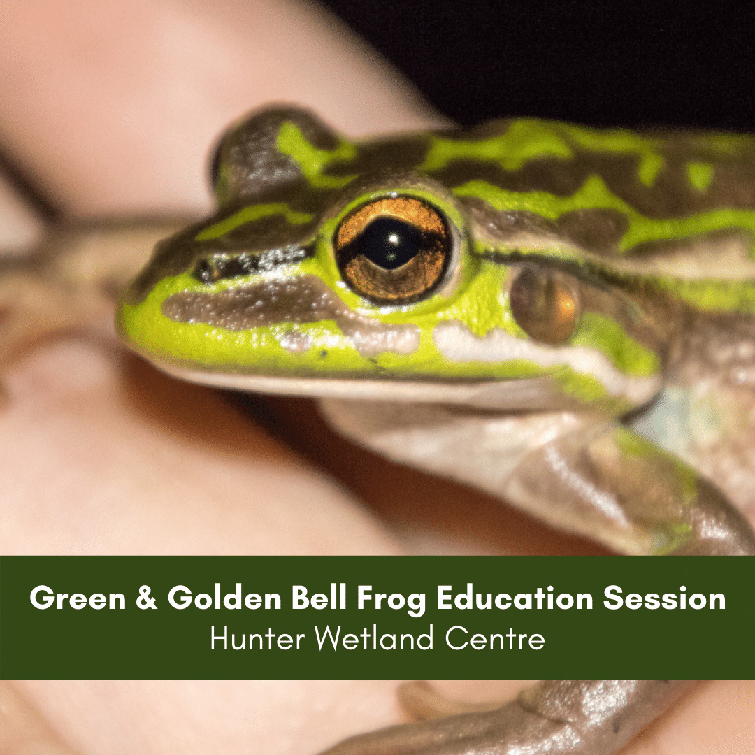 HRLN - Green & Golden Bell Frog Education Session
