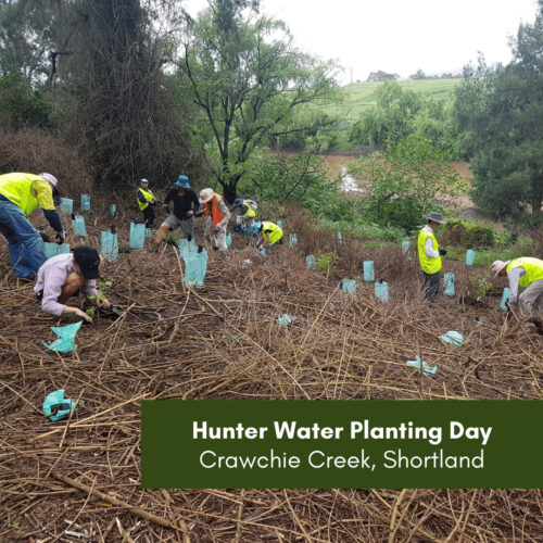Hunter Water Planting Day