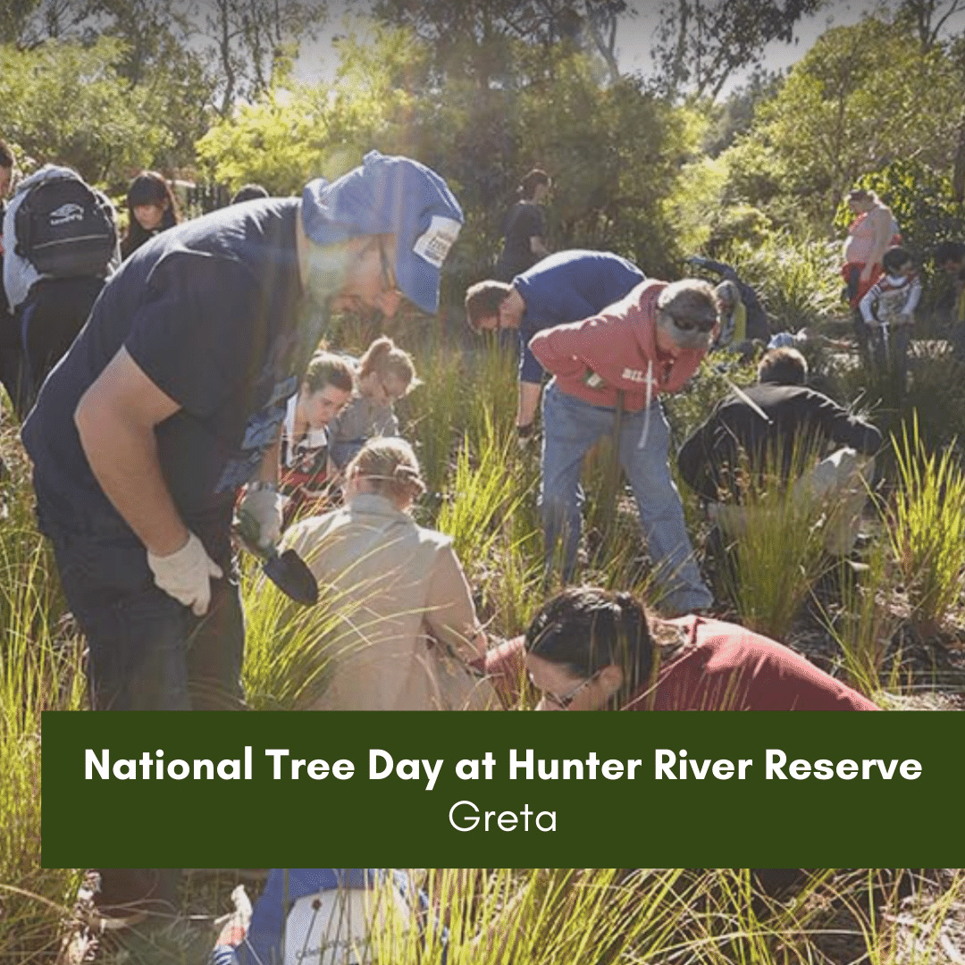 National Tree Day at Hunter River Reserve