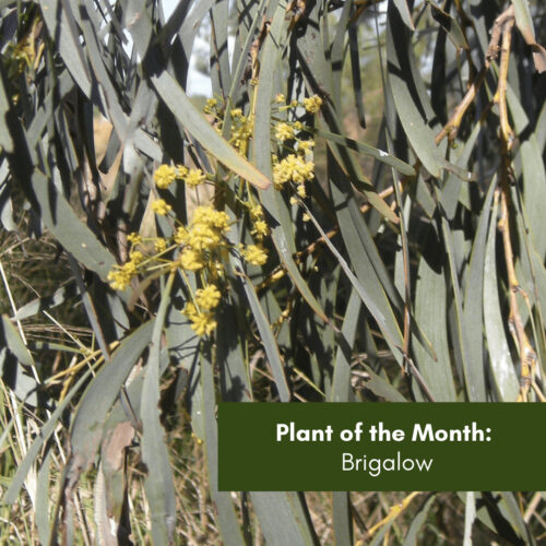 Plant of the Month: Brigalow