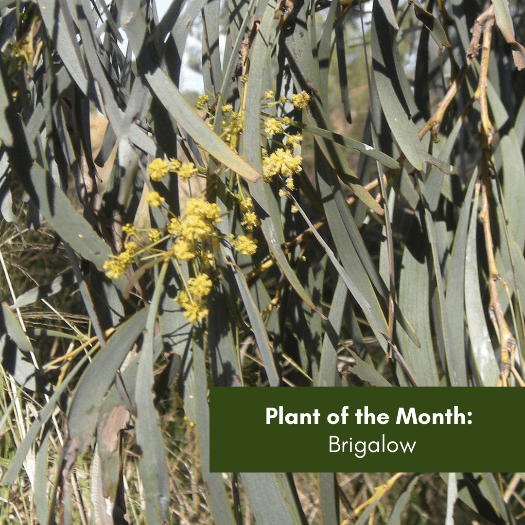 Plant of the Month Brigalow
