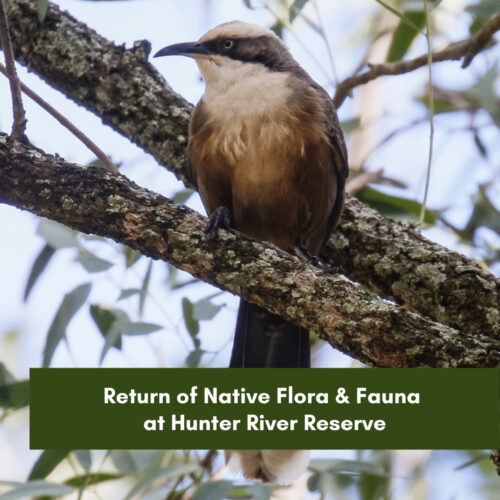 Return of Native Flora & Fauna at Hunter River Reserve
