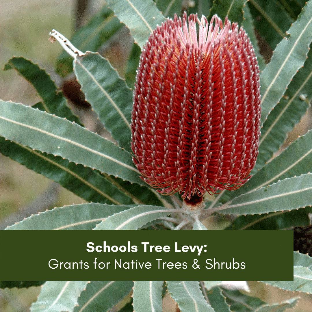 Schools Tree Levy - Grants for Native Trees & Shrubs