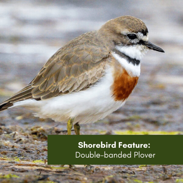 Shorebird Feature: Double-banded Plover