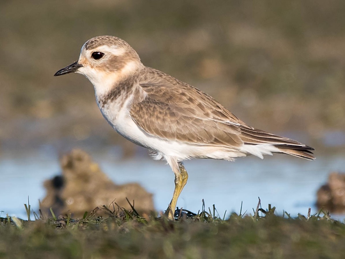 double-band non-breeding plover