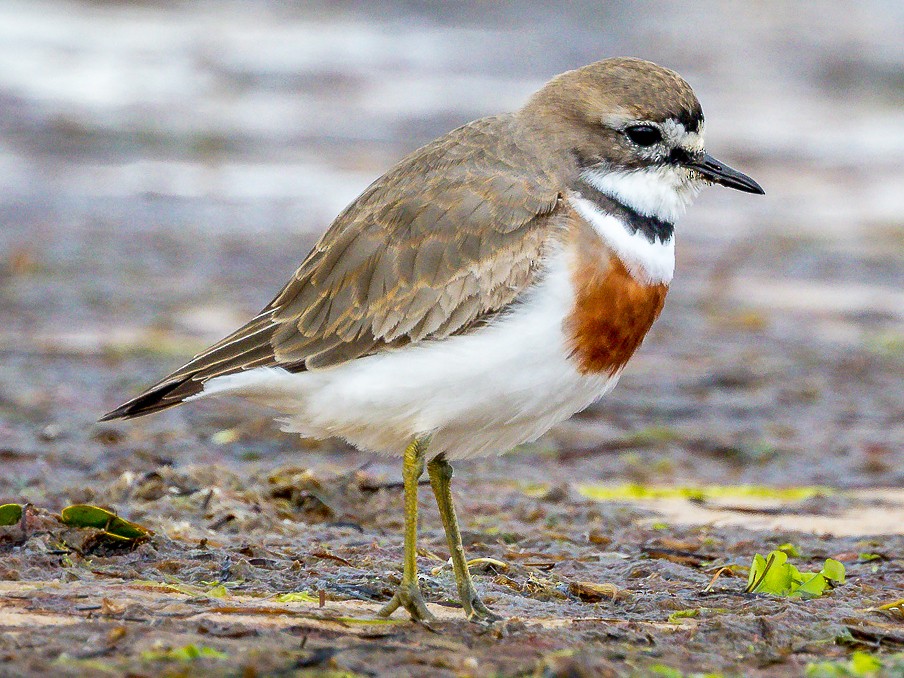 double-band plover breeding