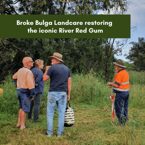 Broke Bulga Landcare restoring the iconic River Red Gum