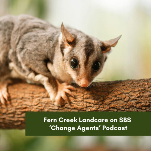 Fern Creek Landcare on SBS ‘Change Agents’ Podcast