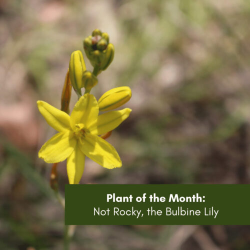 Plant of the Month: Not Rocky, the Bulbine Lily (Bulbine bulbosa)